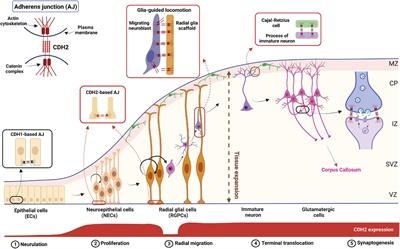 Flying under the radar: CDH2 (N-cadherin), an important hub molecule in neurodevelopmental and neurodegenerative diseases